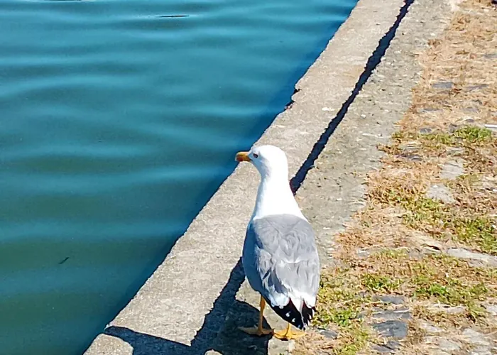 アパート Apartament Eforie Nord エフォリエ・ノルド